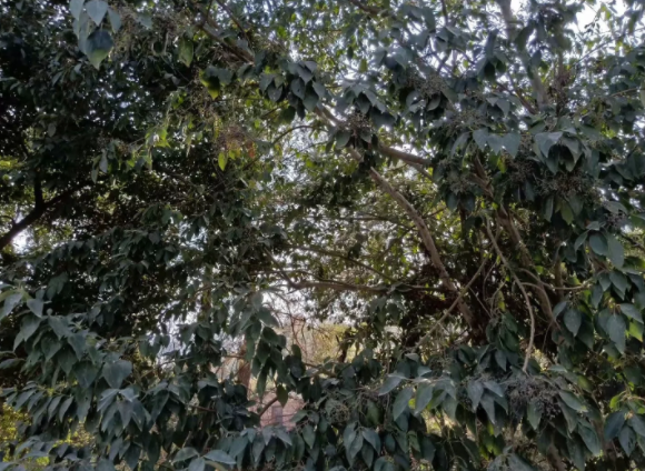 1571229162810365.png