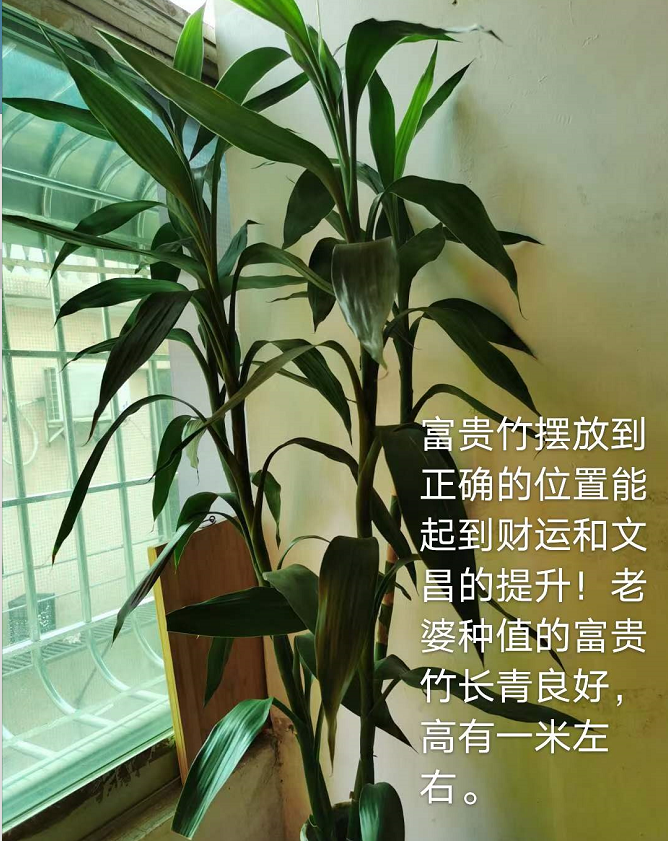 1604420437338646.png