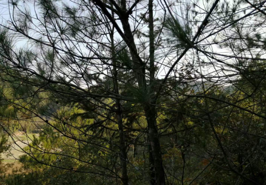 1610364667631577.png