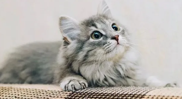 1620529991427057.png 3.png