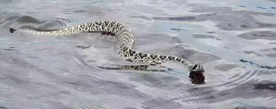 1627293952868243.png 1.png