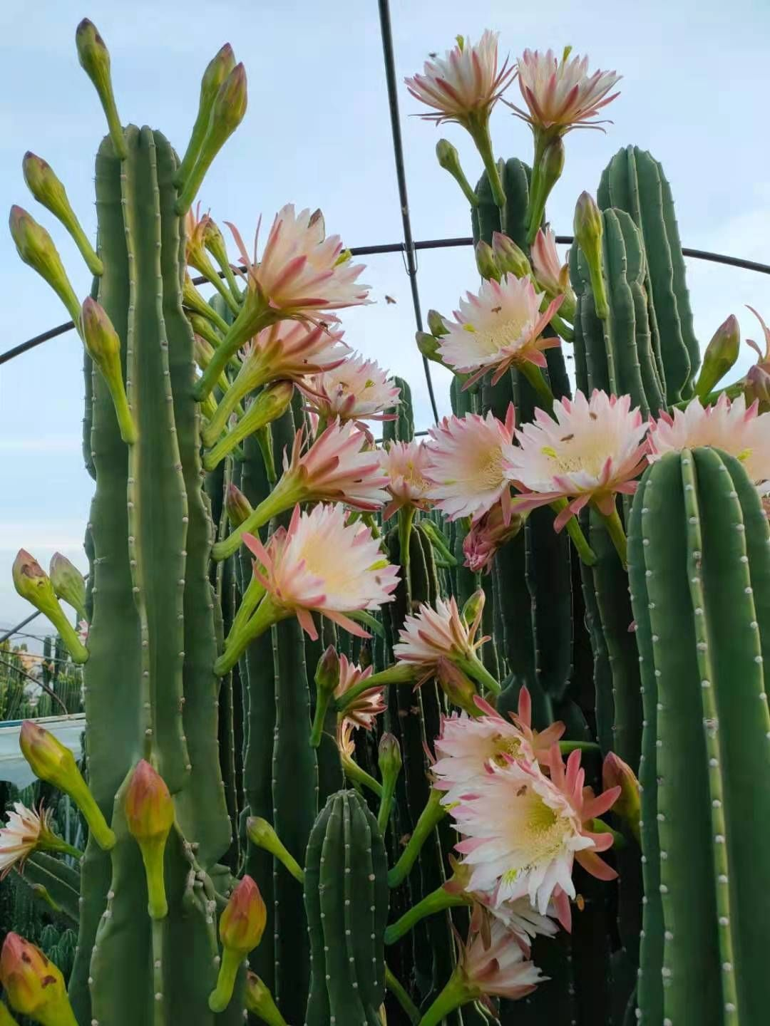 家家都得有的“镇宅花”,霸气外漏安全感十足,关键是特别好养