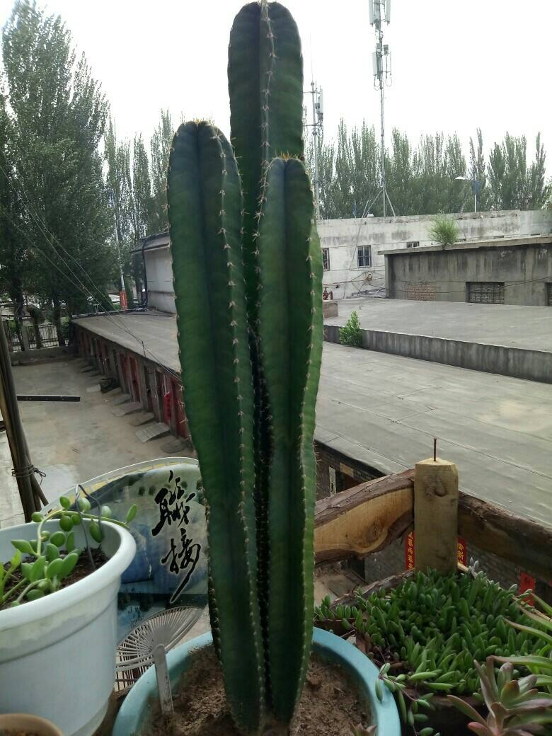 家家都得有的“镇宅花”,霸气外漏安全感十足,关键是特别好养