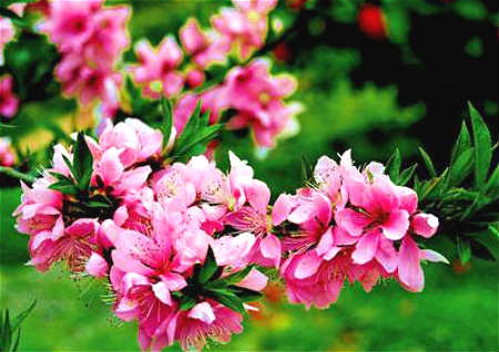怎么催旺桃花运 怎么催旺桃花运