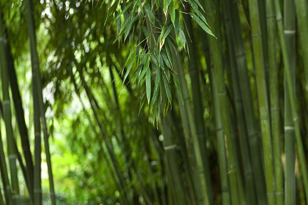 住宅大门旁种竹子好不好 住宅大门旁种竹子好不好