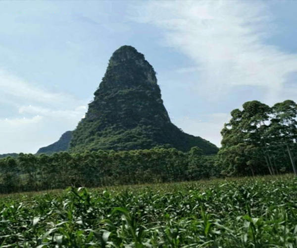 杨公九星穴法真诀 杨公九星穴法真诀