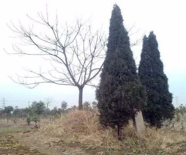 坟墓前种什么树旺子孙 坟墓前种什么树旺子孙