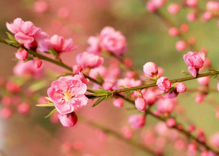 如何确定自己的桃花位 如何确定自己的桃花位