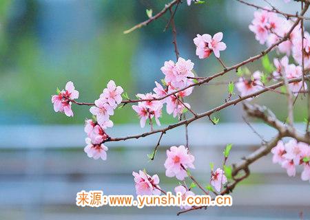 招桃花很灵的方法 招桃花很灵的方法