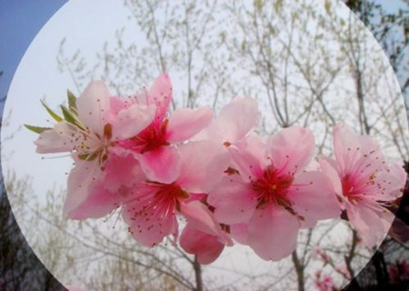 哪些风水会影响桃花运 哪些风水会影响桃花运